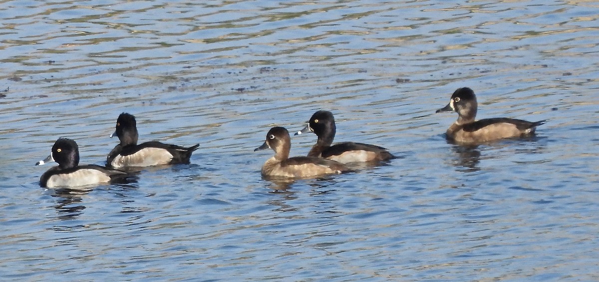 polák proužkozobý - ML644753176