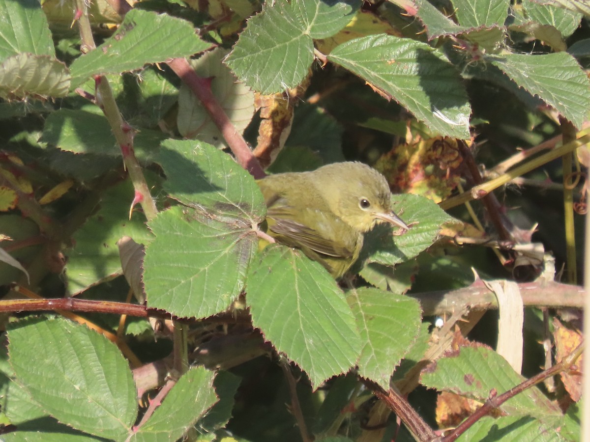 Mourning Warbler - ML644753177