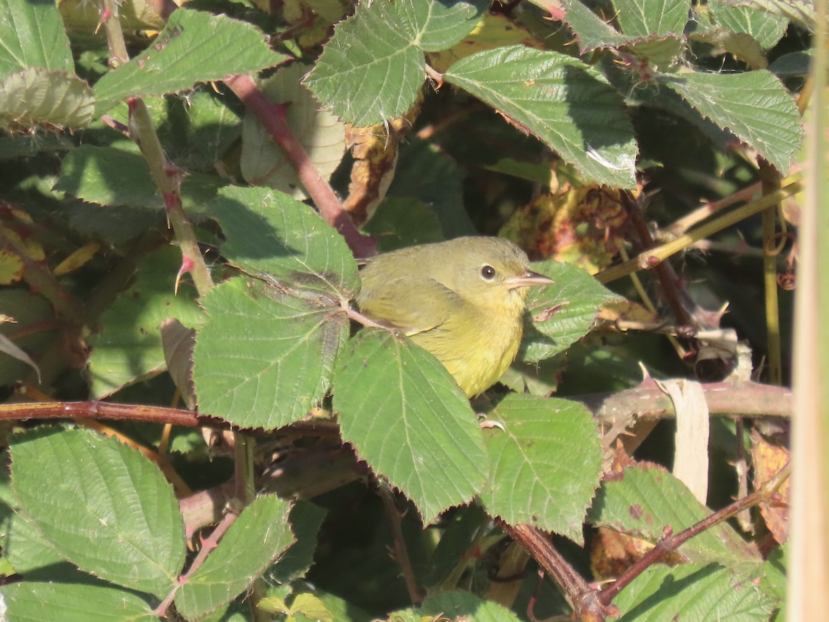 Mourning Warbler - ML644753180