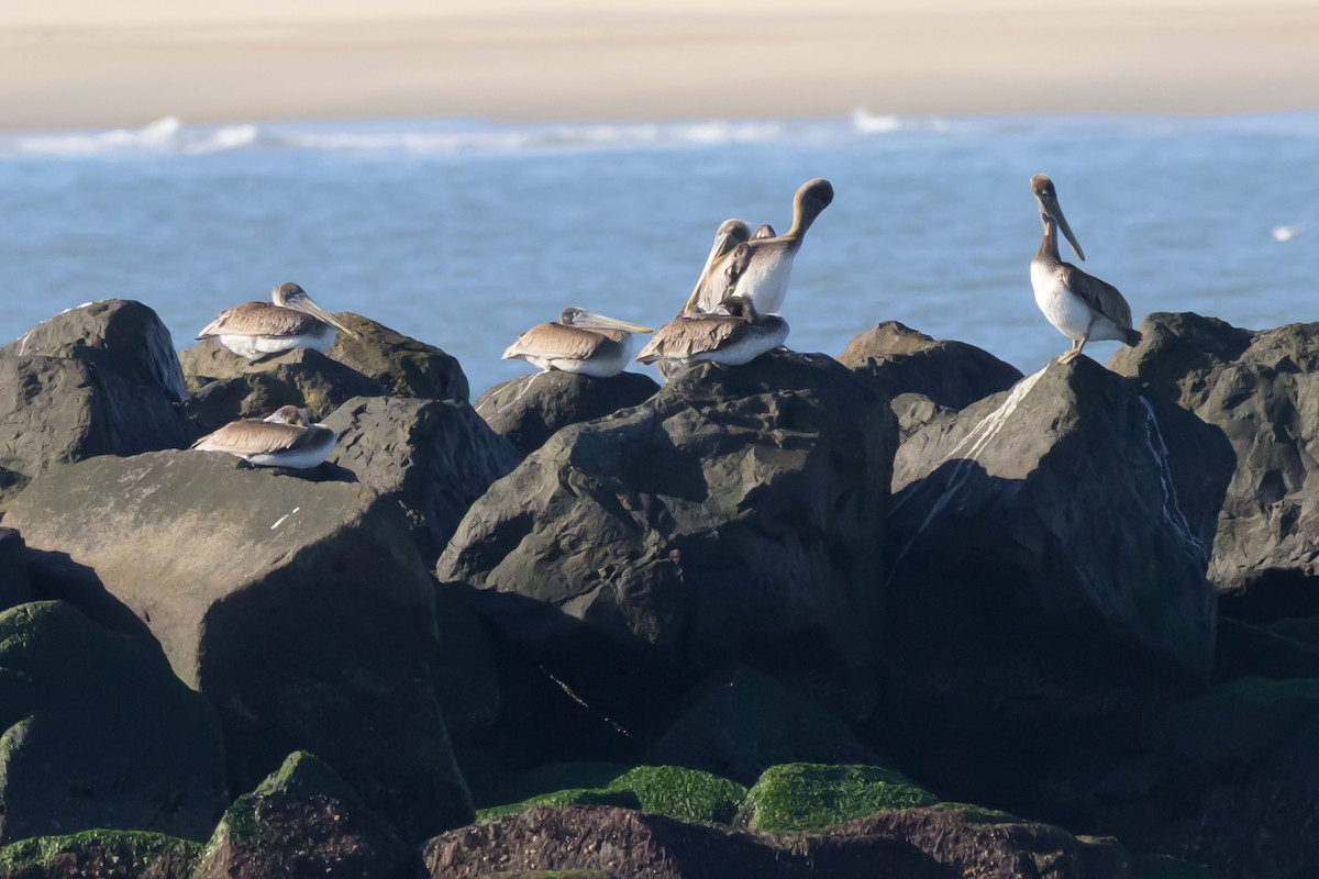 Brown Pelican - ML644753185