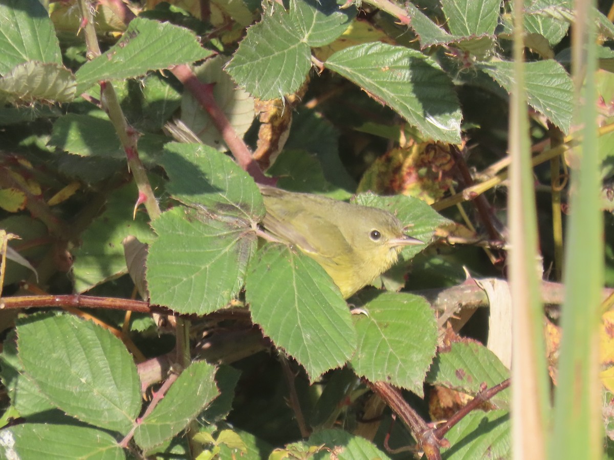 Mourning Warbler - ML644753188