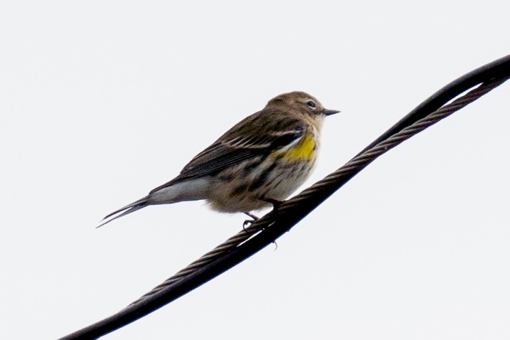 Yellow-rumped Warbler - ML644753197