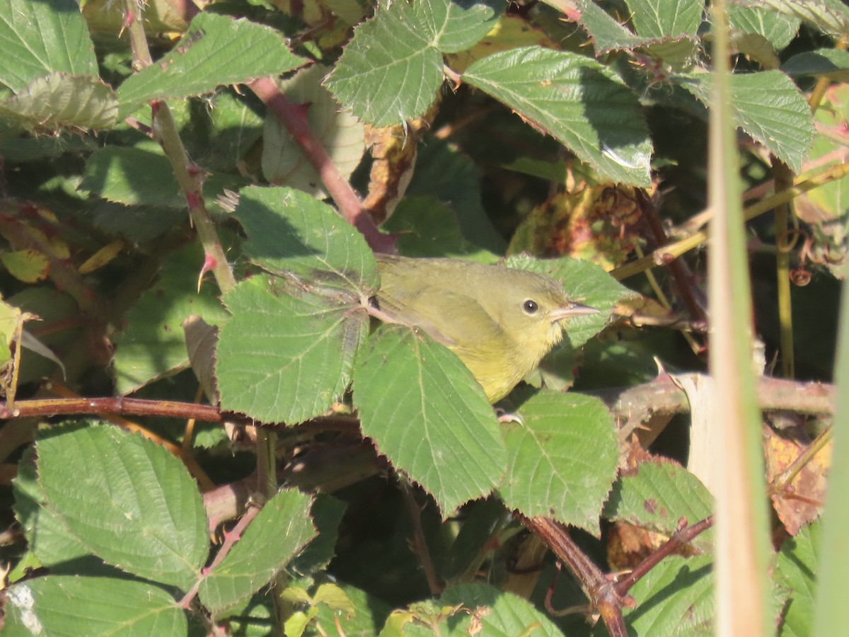 Mourning Warbler - ML644753198