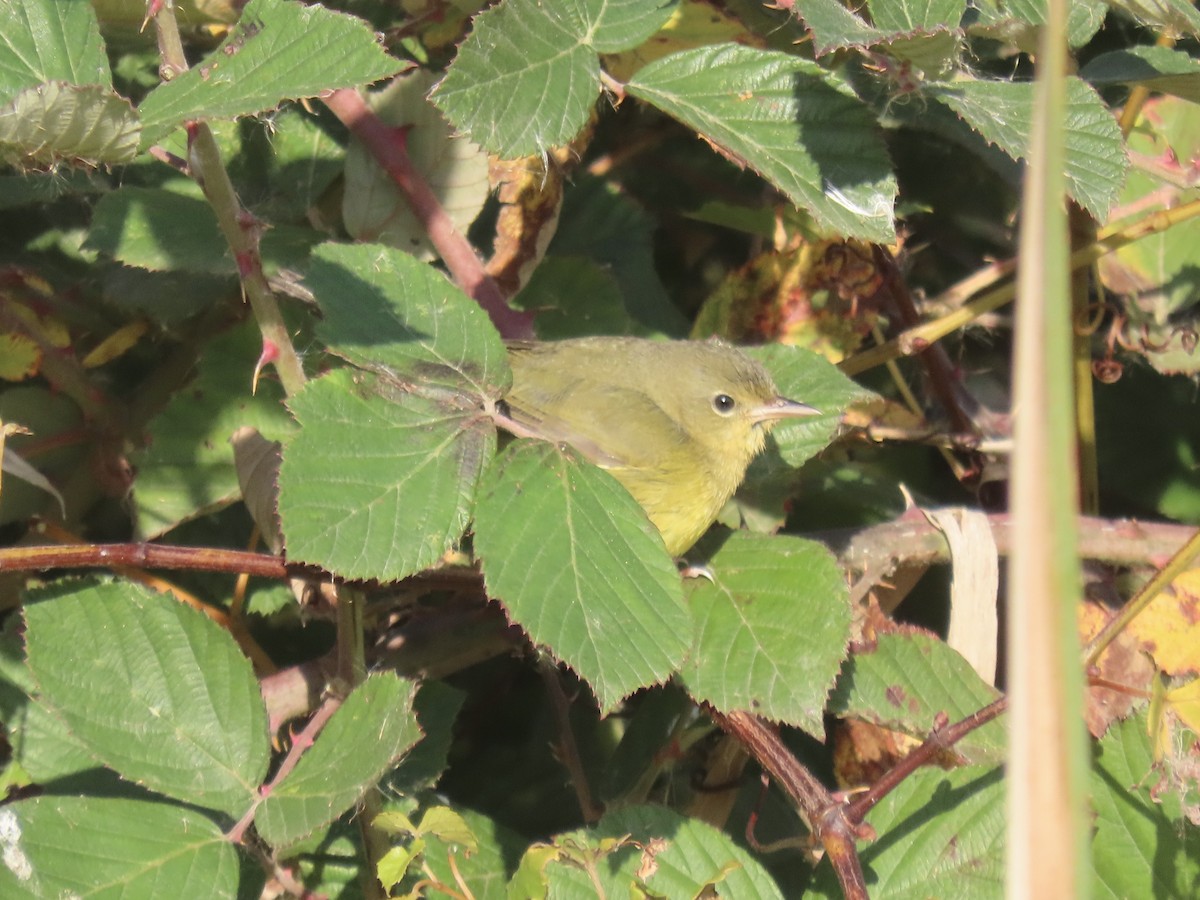 Mourning Warbler - ML644753200