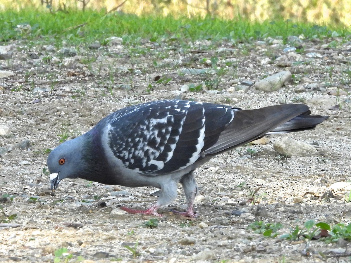 holub skalní (domácí) - ML644753201