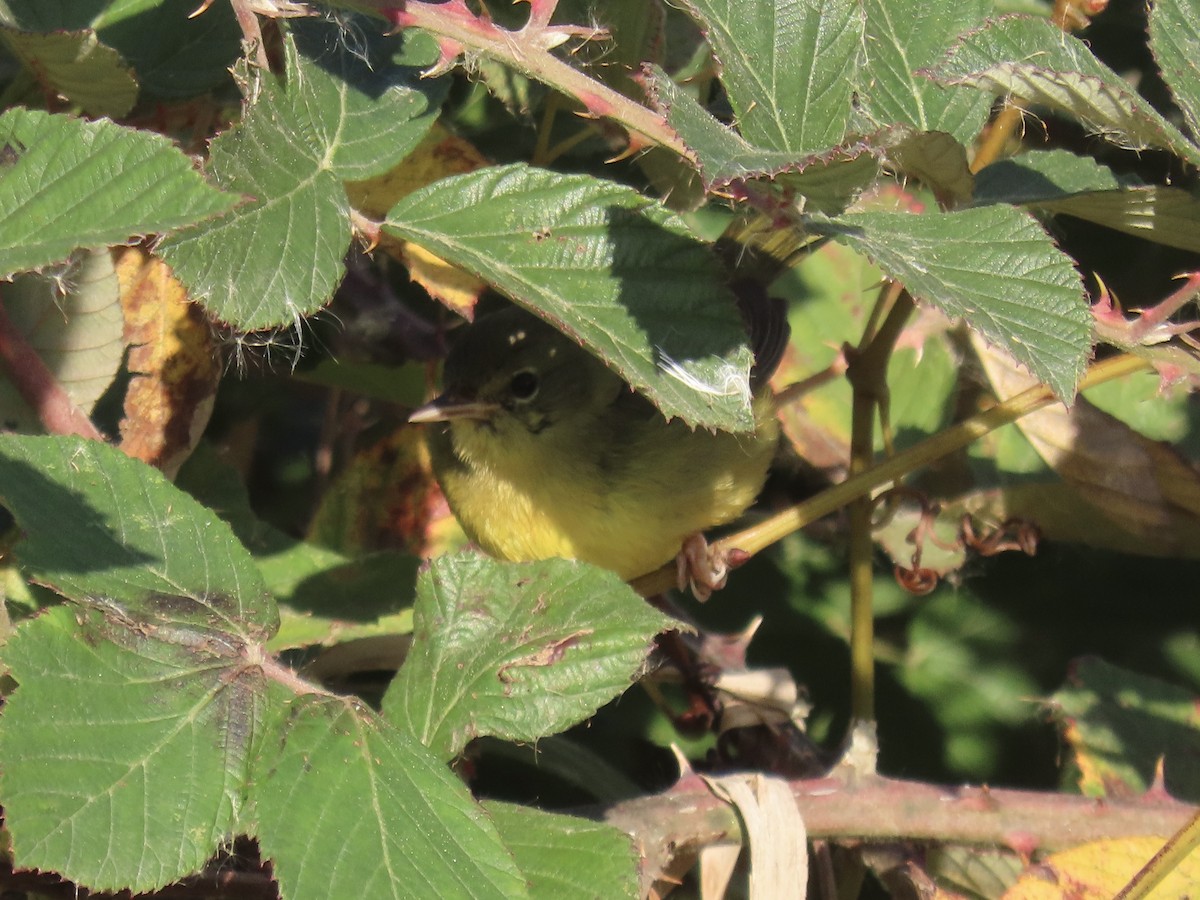 Mourning Warbler - ML644753204