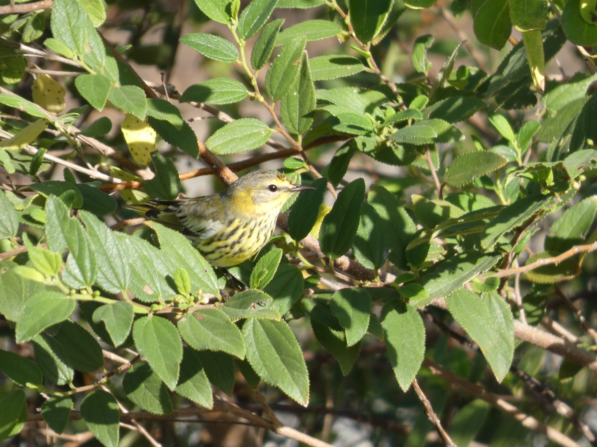 ホオアカアメリカムシクイ - ML644753205