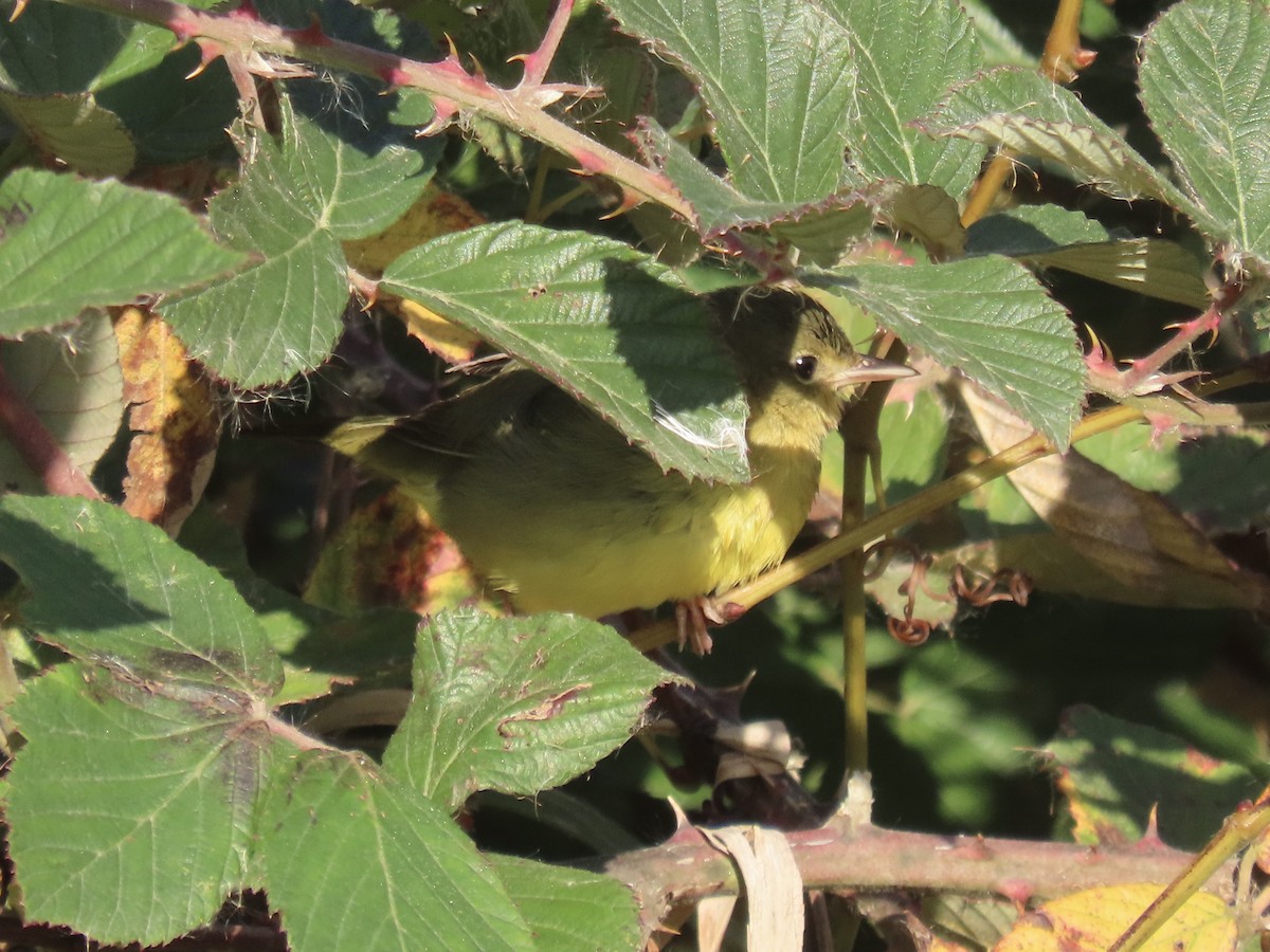 Mourning Warbler - ML644753207