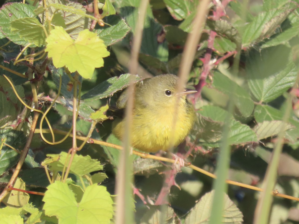 Mourning Warbler - ML644753208