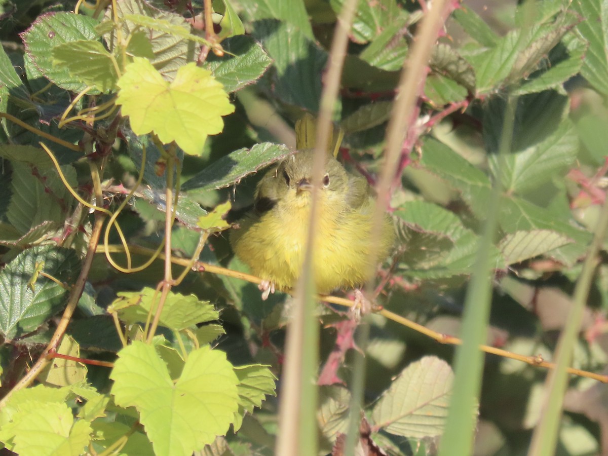 Mourning Warbler - ML644753209