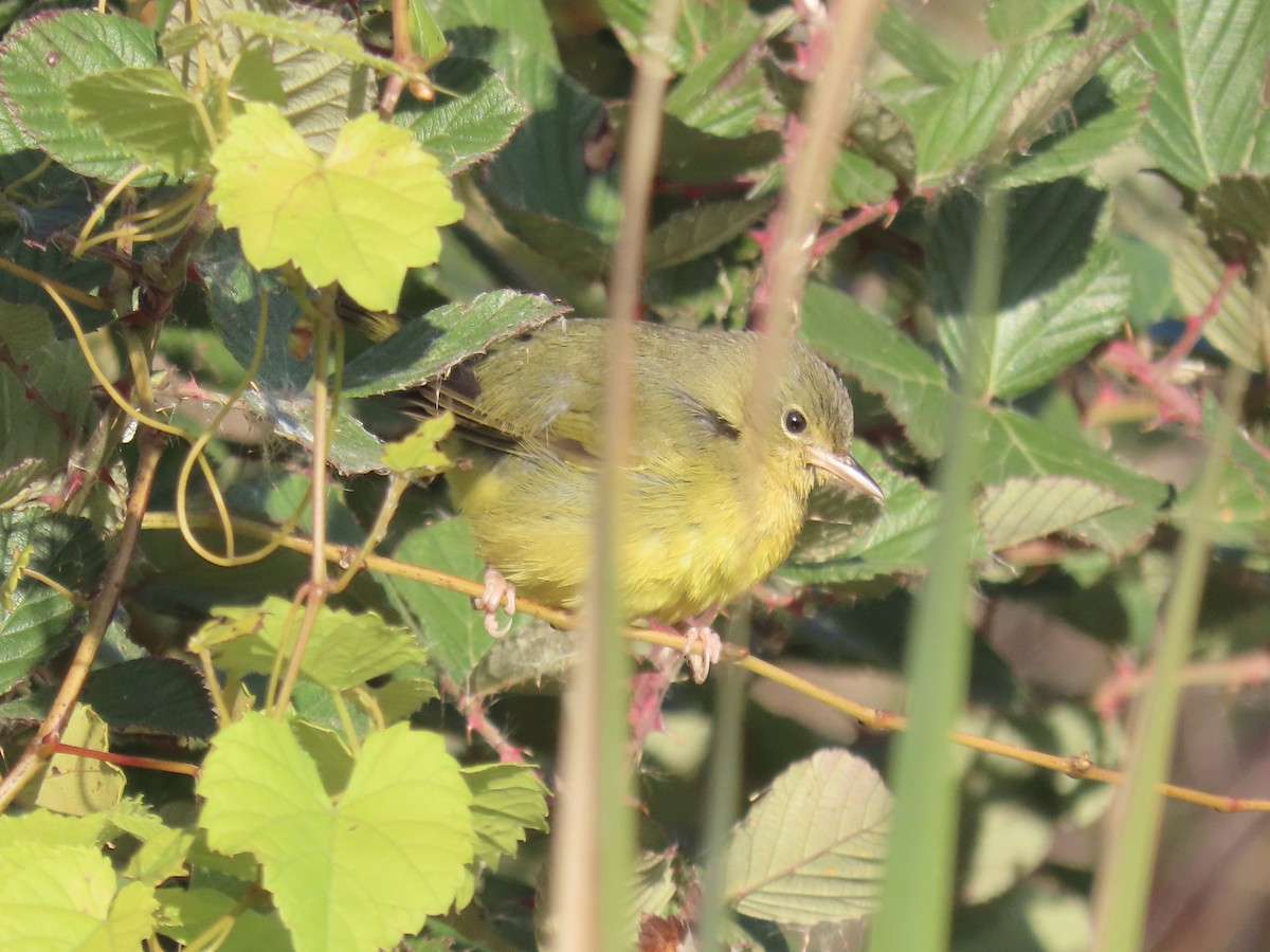 Mourning Warbler - ML644753211