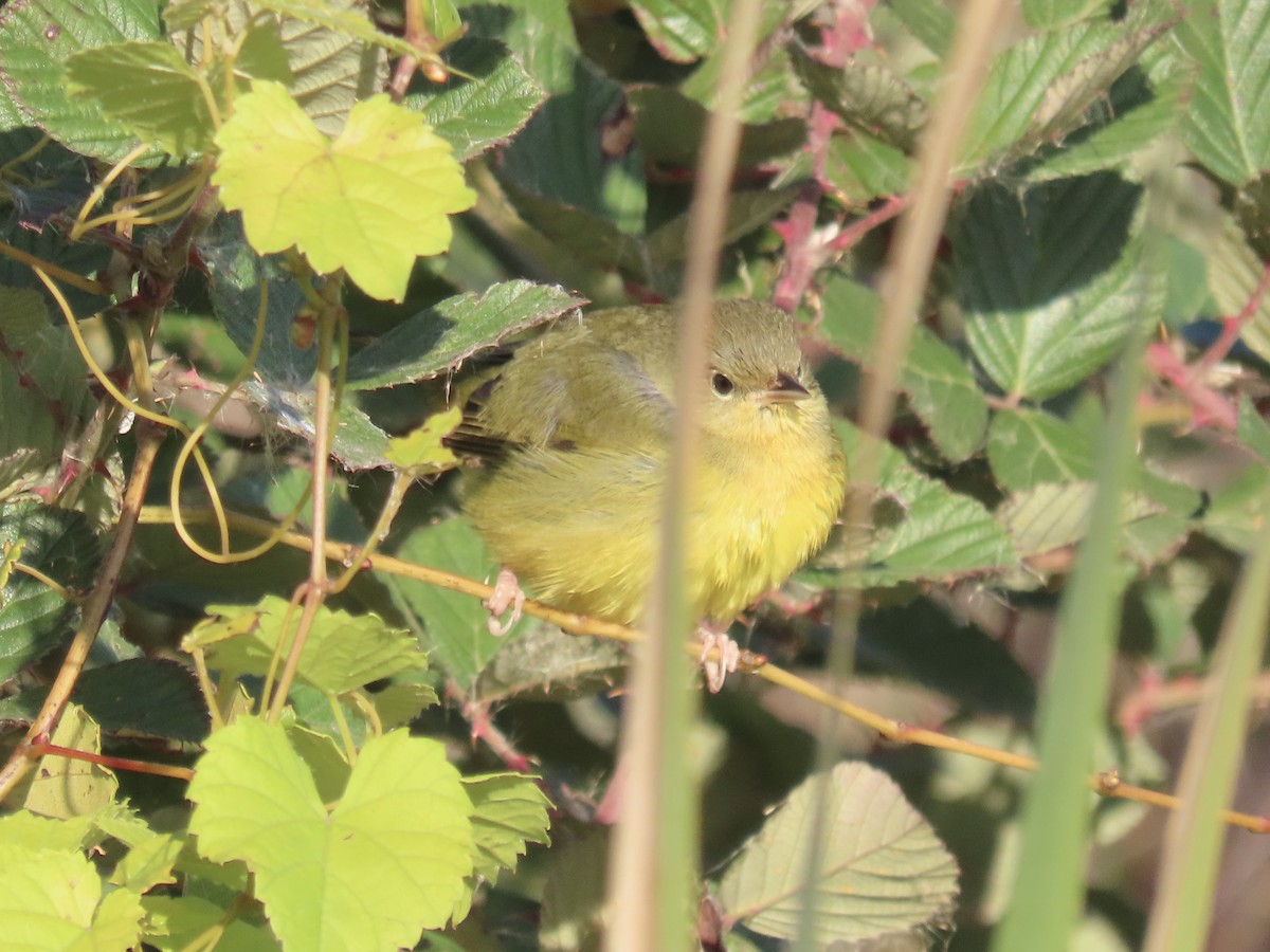 Mourning Warbler - ML644753214
