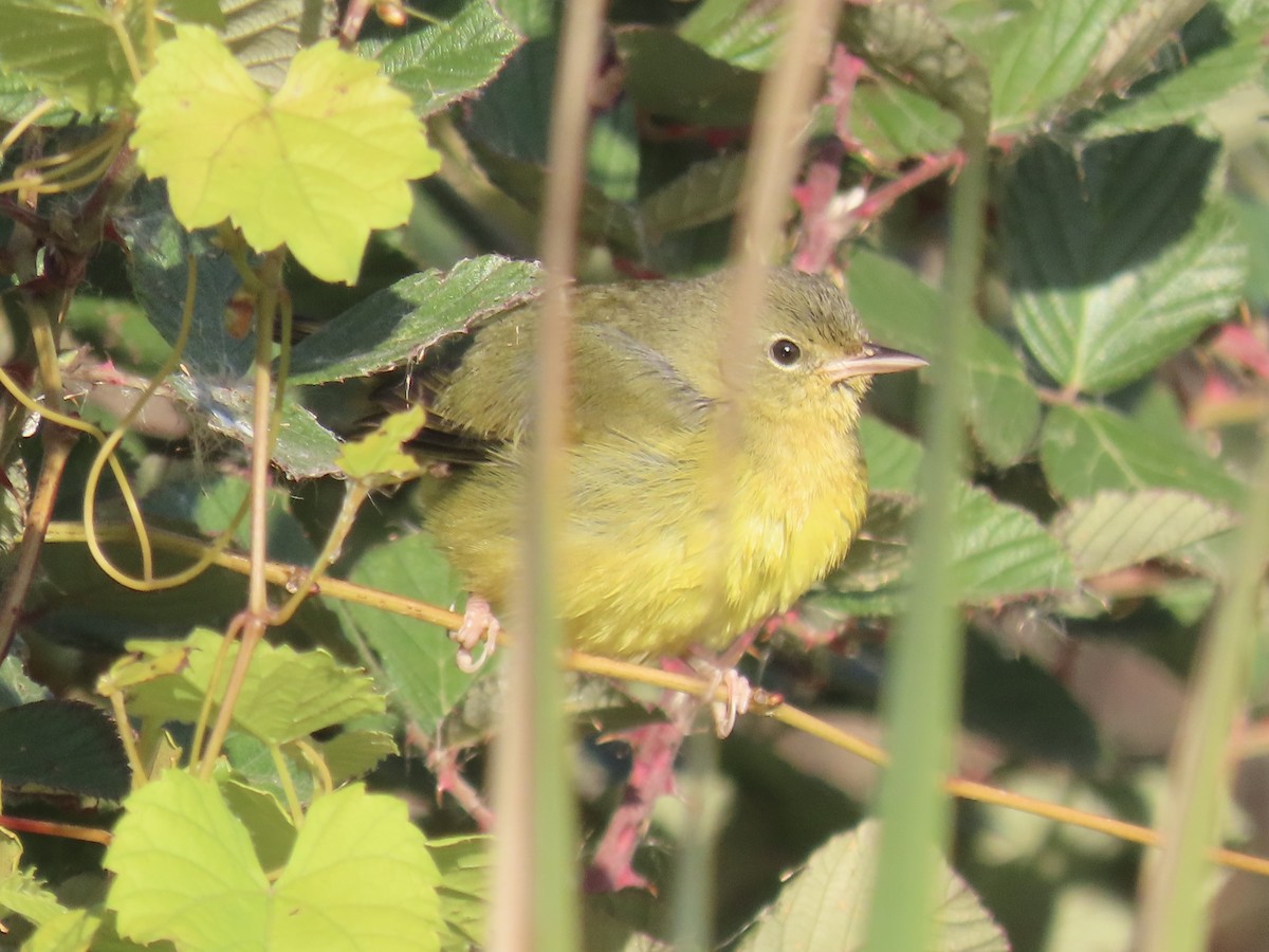 Mourning Warbler - ML644753215