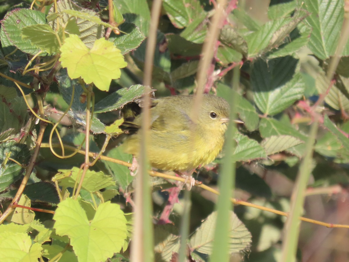 Mourning Warbler - ML644753216