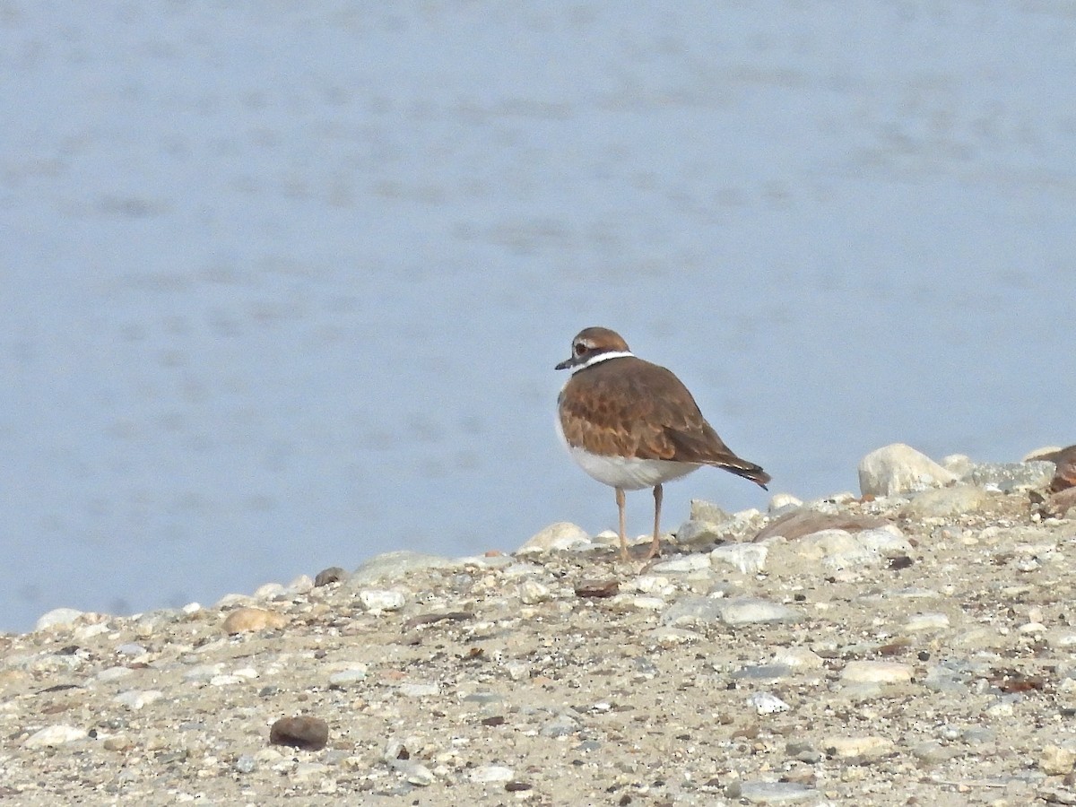 kulík rezavoocasý - ML644753223