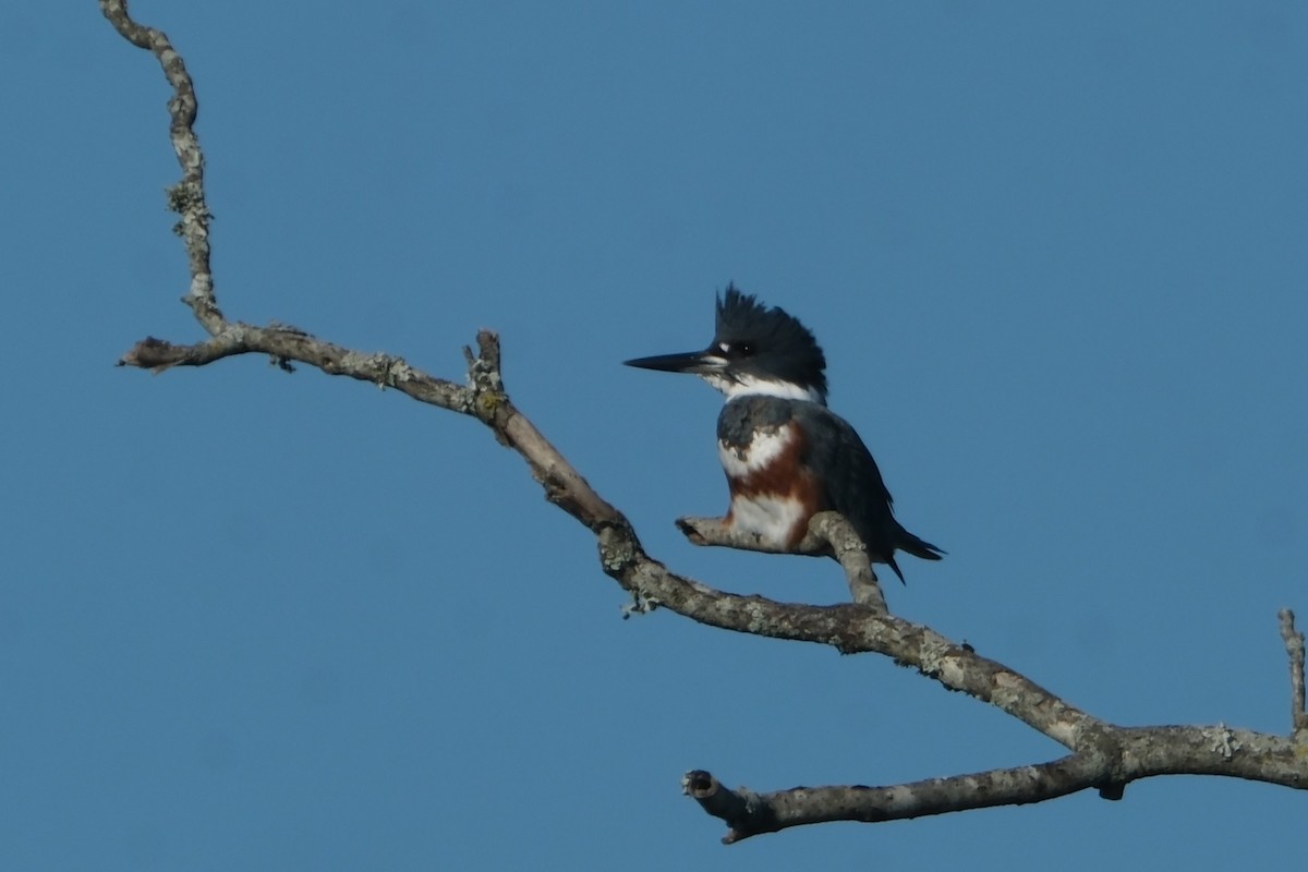 Belted Kingfisher - ML644753227