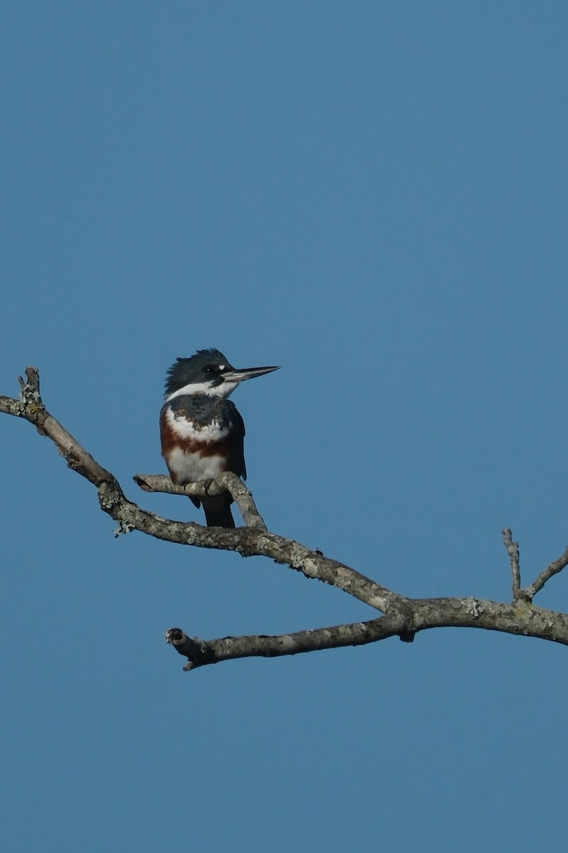 Belted Kingfisher - ML644753228