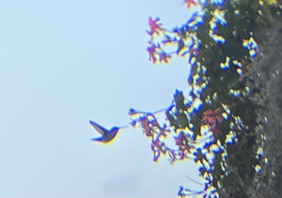 Black-chinned Hummingbird - ML644753242