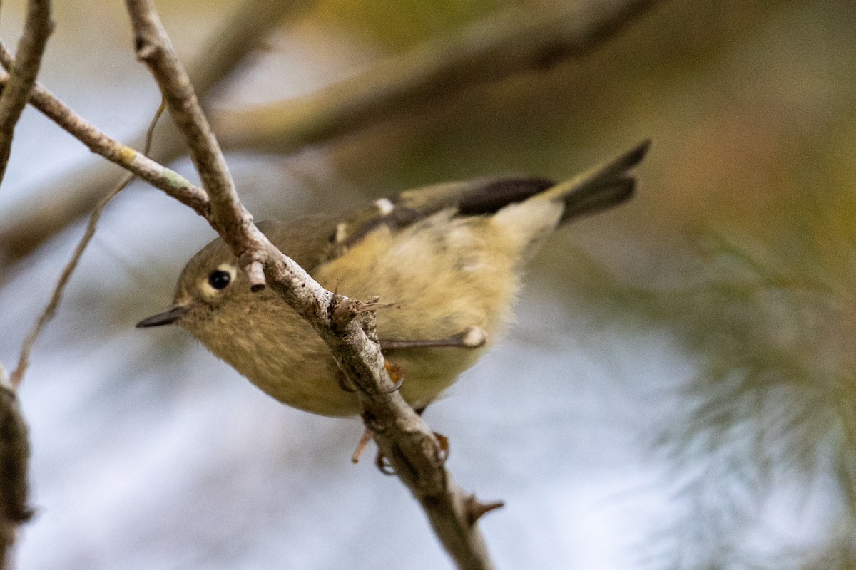 Ruby-crowned Kinglet - ML644753244