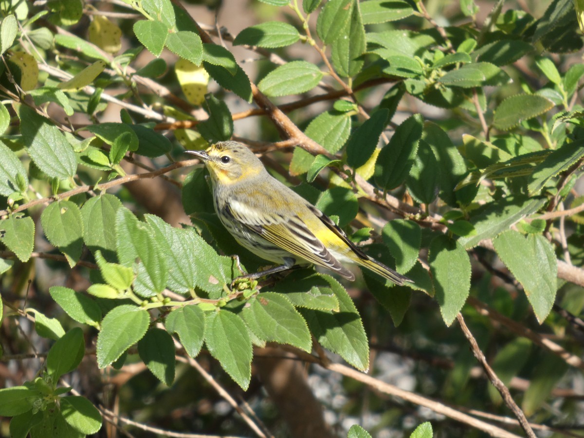 ホオアカアメリカムシクイ - ML644753245