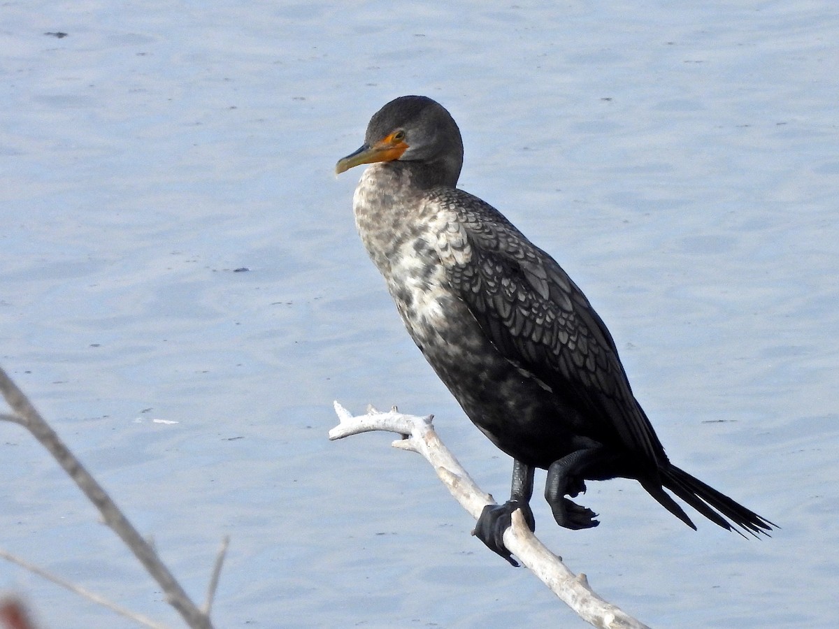 Double-crested Cormorant - ML644753264