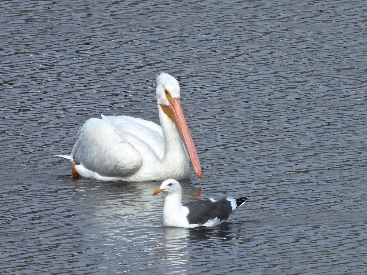 pelikán severoamerický - ML644753270