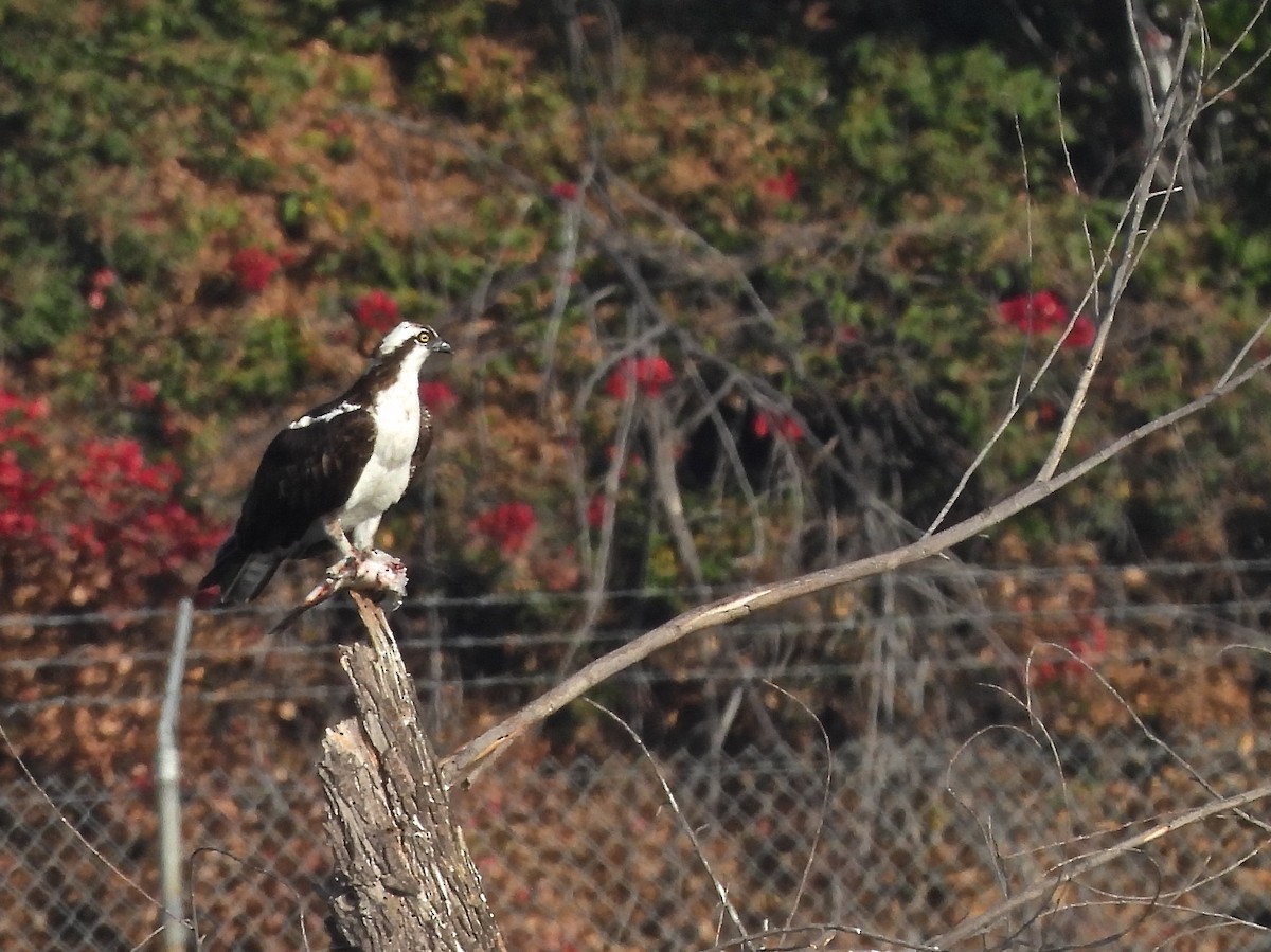 orlovec říční - ML644753285