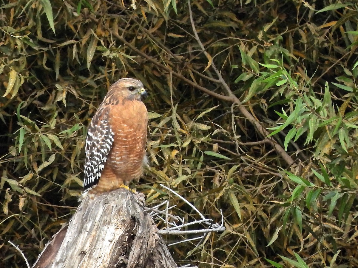 káně páskovaná - ML644753294