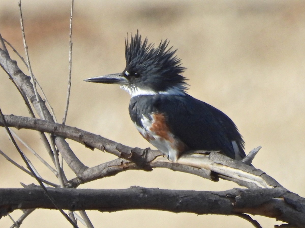 Belted Kingfisher - ML644753315