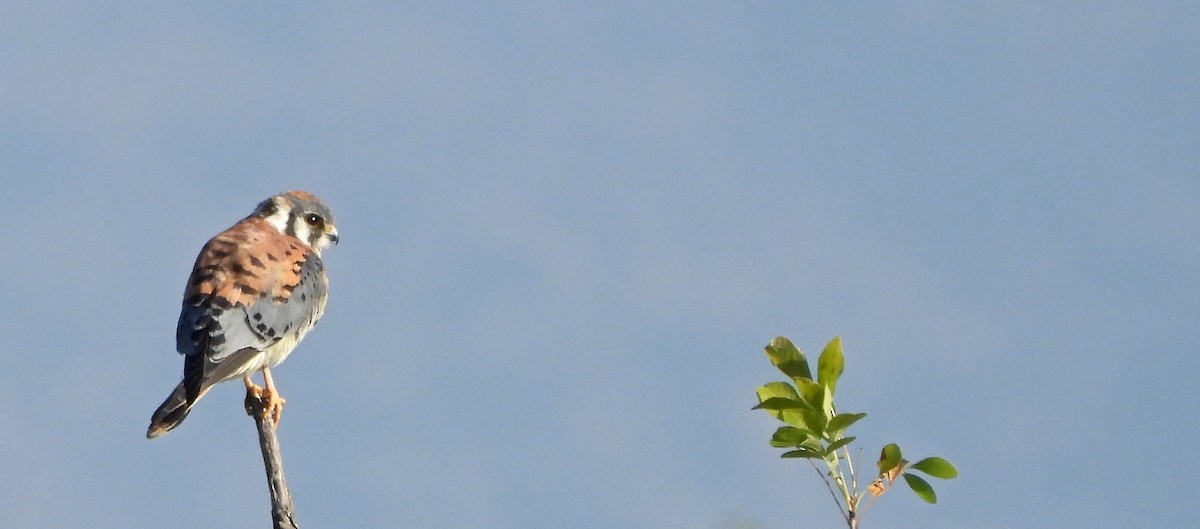 poštolka pestrá - ML644753324