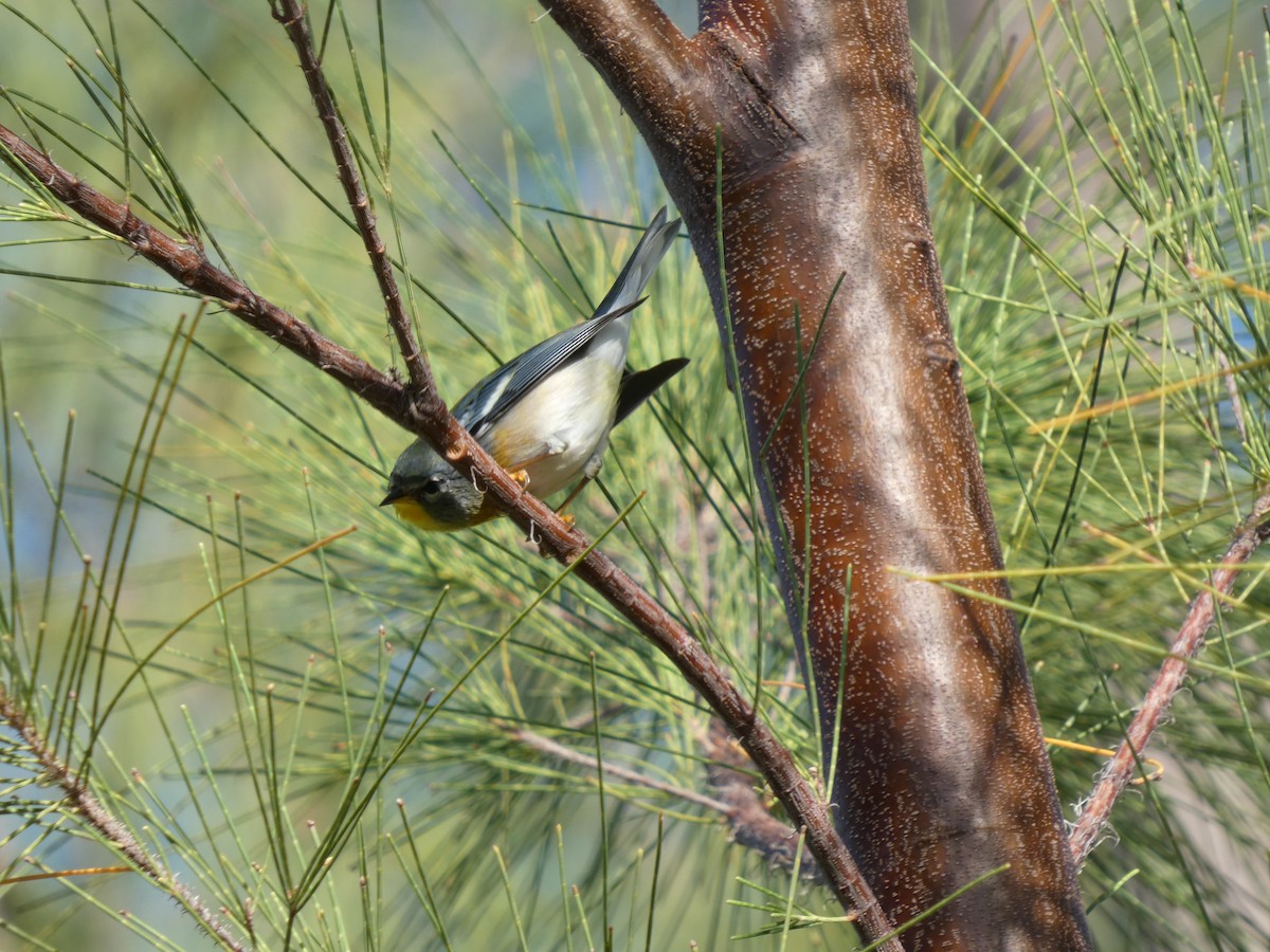 Northern Parula - ML644753327