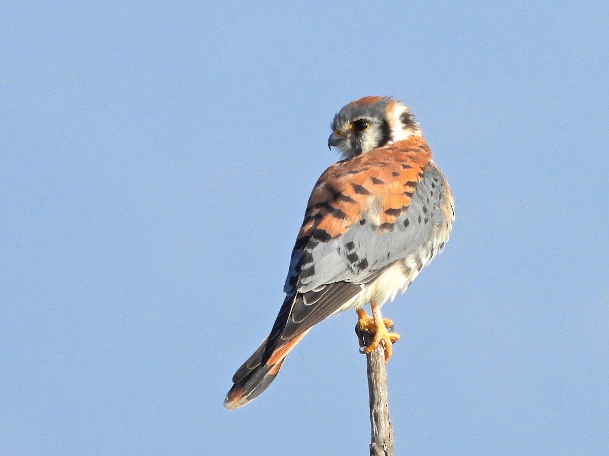 poštolka pestrá - ML644753328