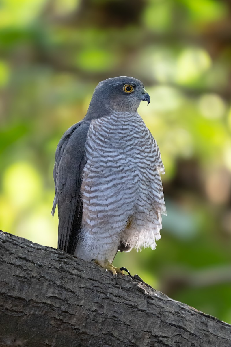Eurasian Sparrowhawk - ML644753331