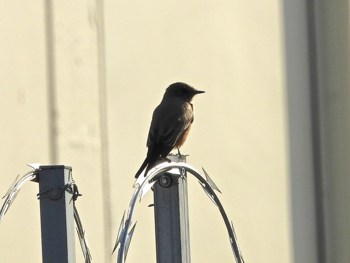 Say's Phoebe - ML644753336