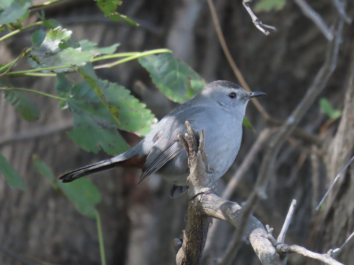 Gray Catbird - ML644753340