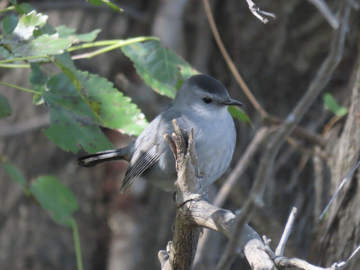 Gray Catbird - ML644753341