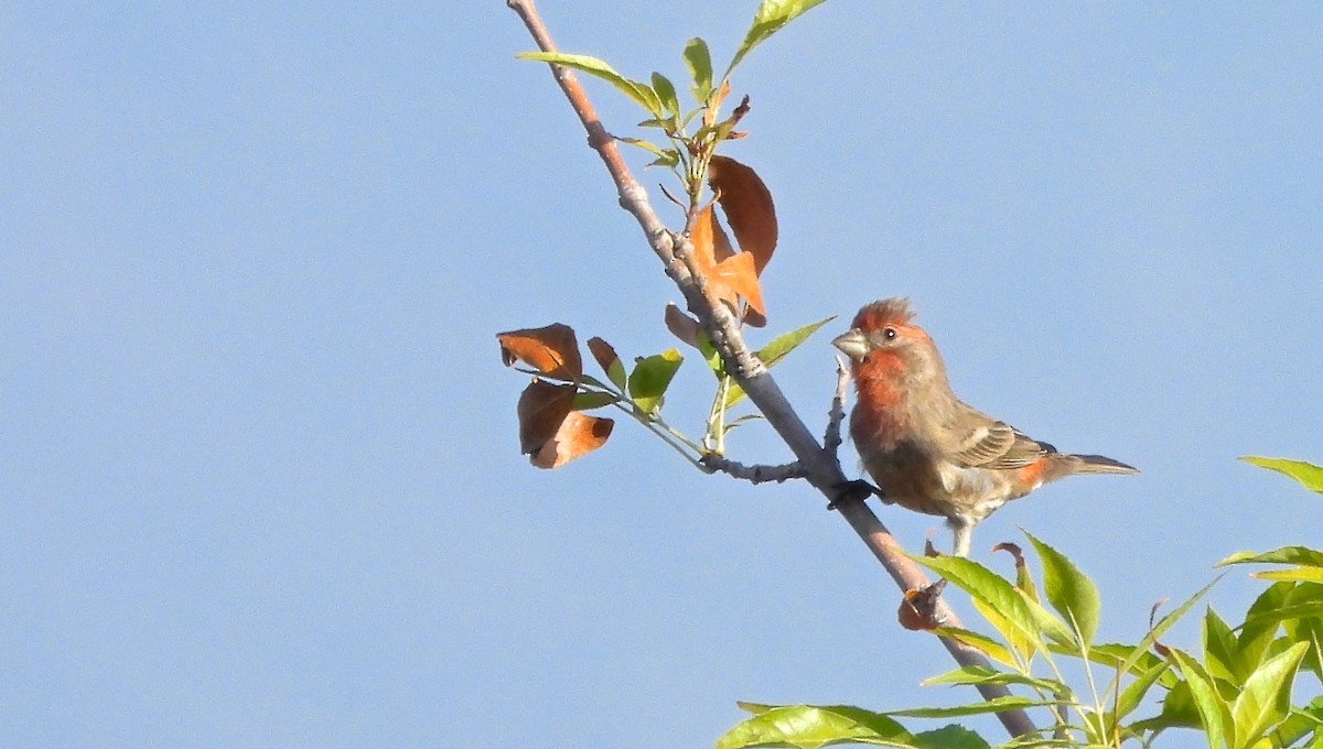 hýl rudoprsý - ML644753345