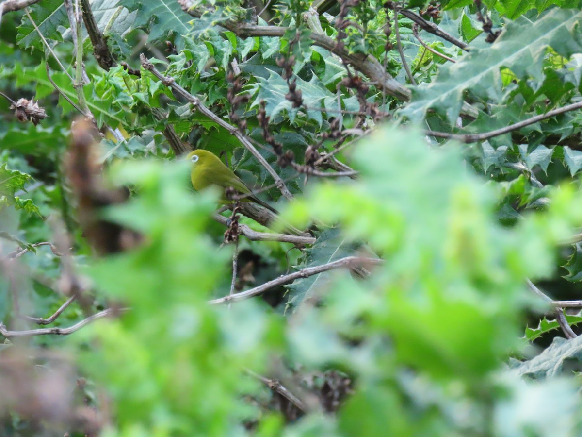 Green White-eye - ML644753346