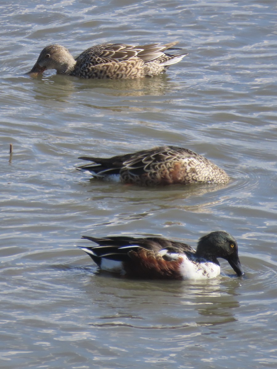 Широконоска - ML644753368