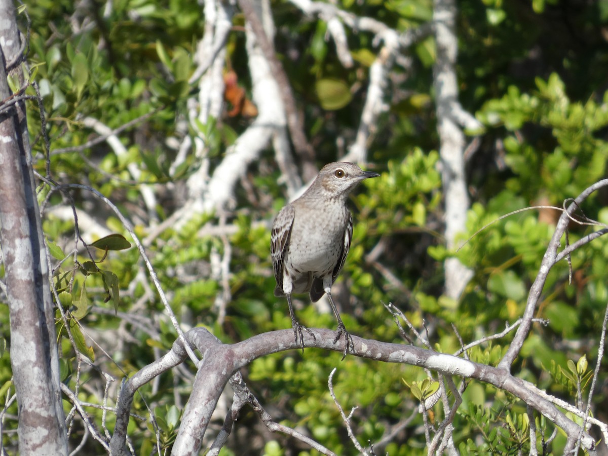 Bahama Mockingbird - ML644753389