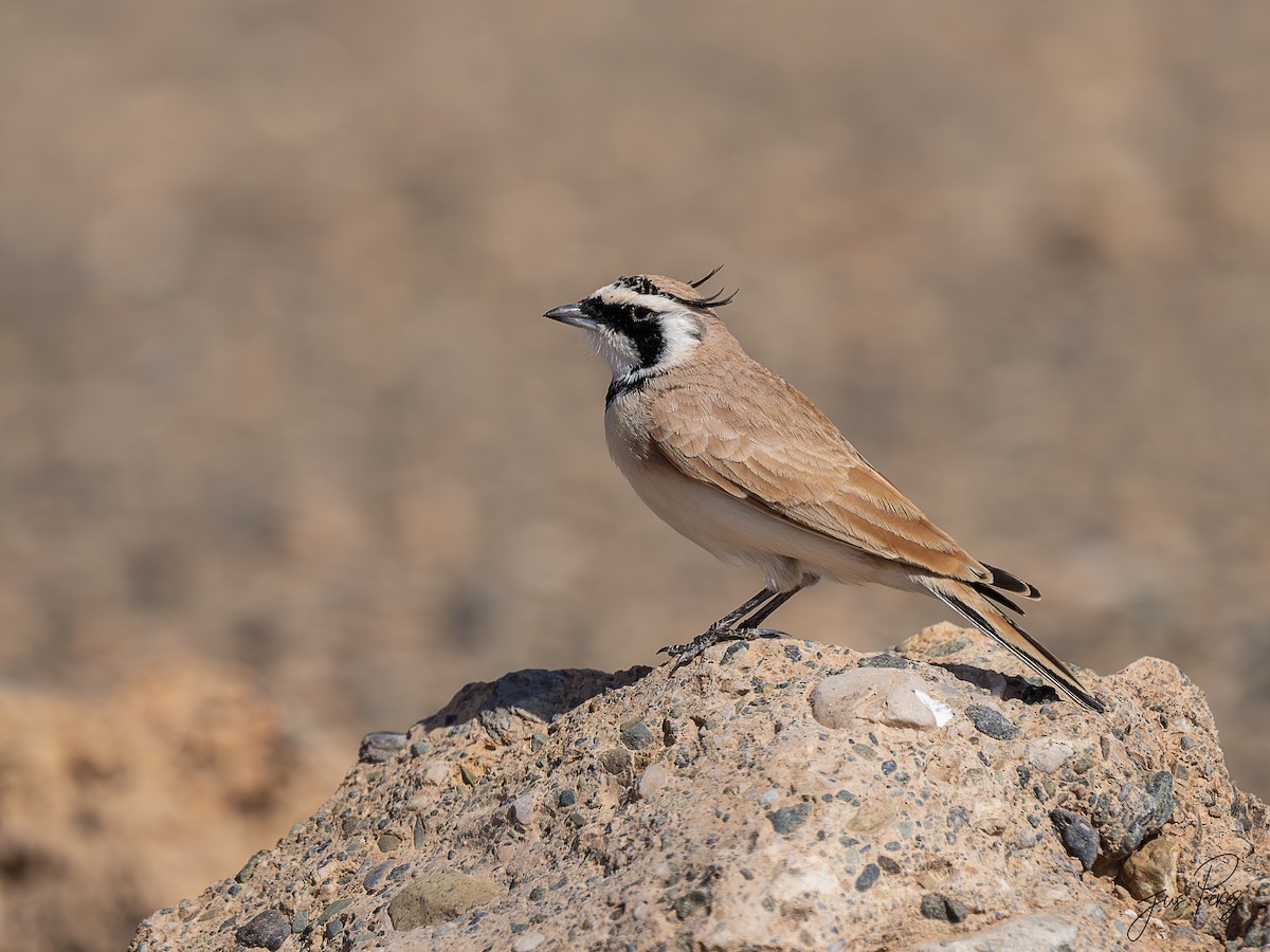 Saharaohrenlerche - ML644753390