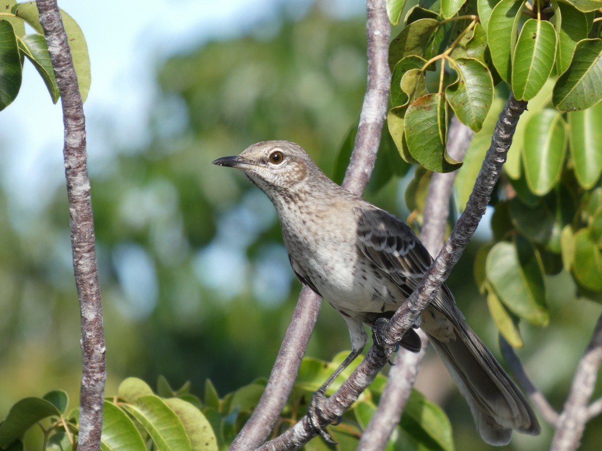 Bahama Mockingbird - ML644753394
