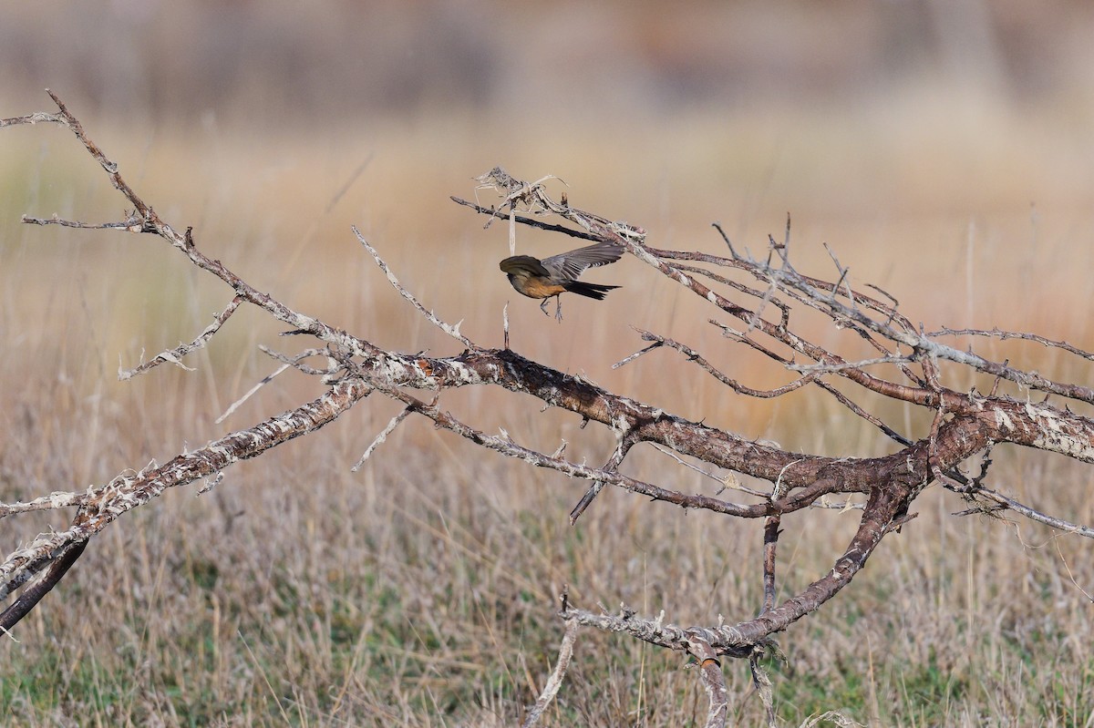 Say's Phoebe - ML644753398