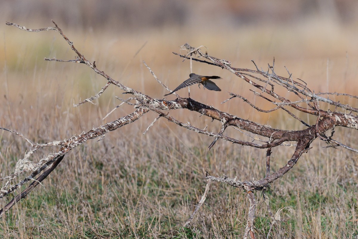 Say's Phoebe - ML644753399