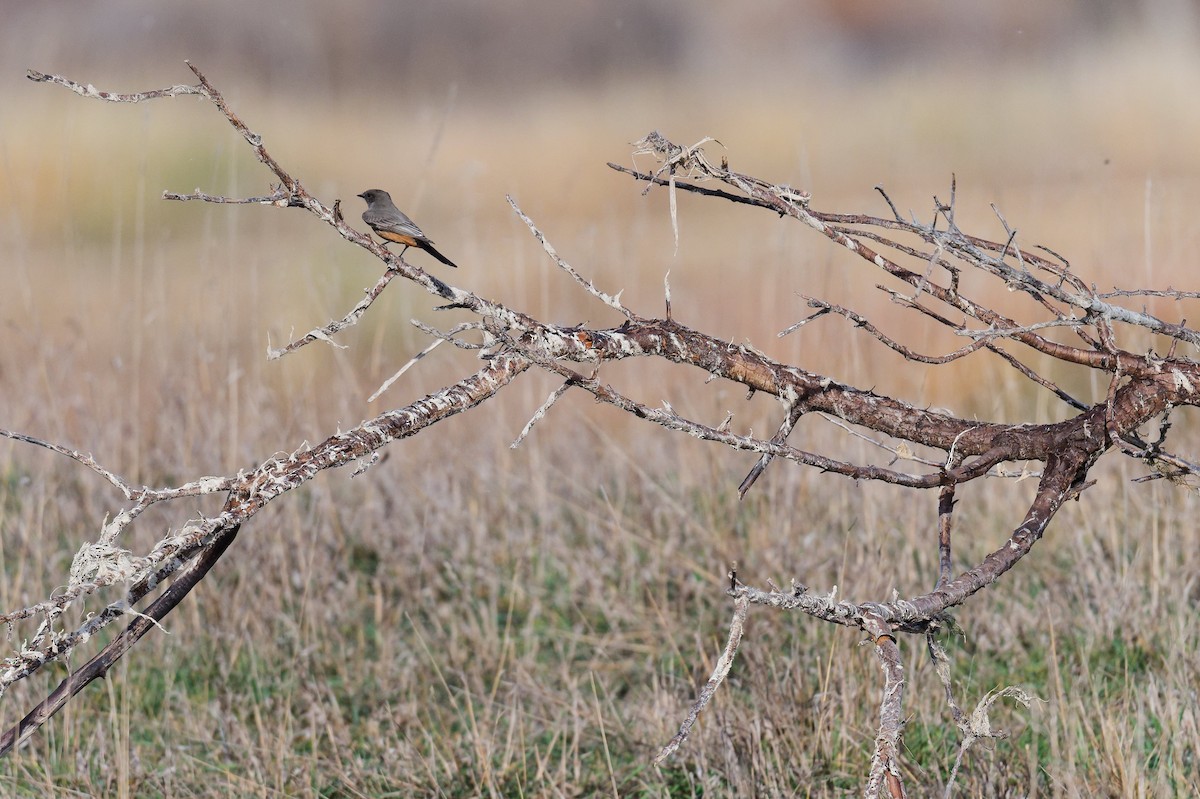 Say's Phoebe - ML644753400