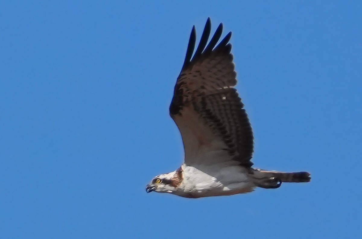 Osprey - ML644753402