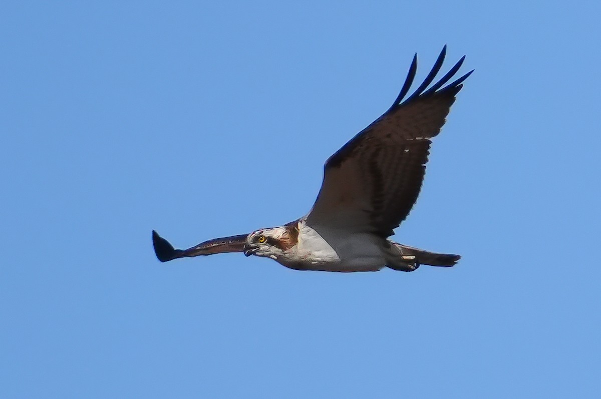 Osprey - ML644753403
