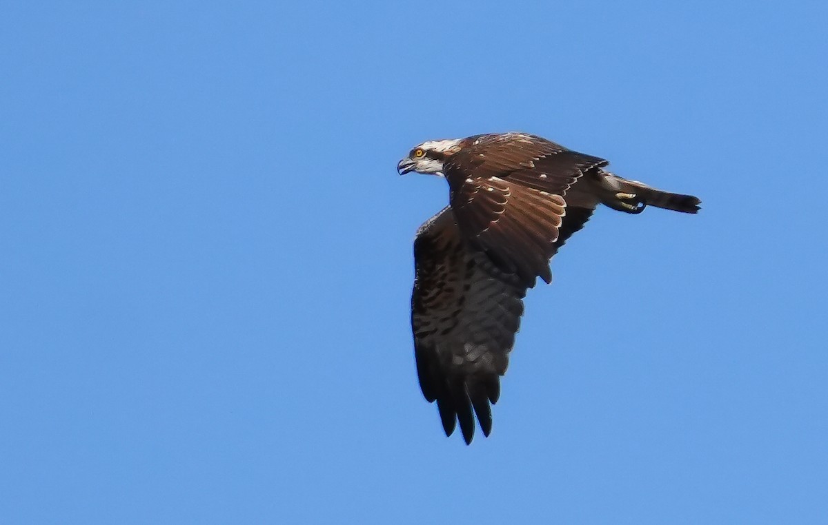 Osprey - ML644753404