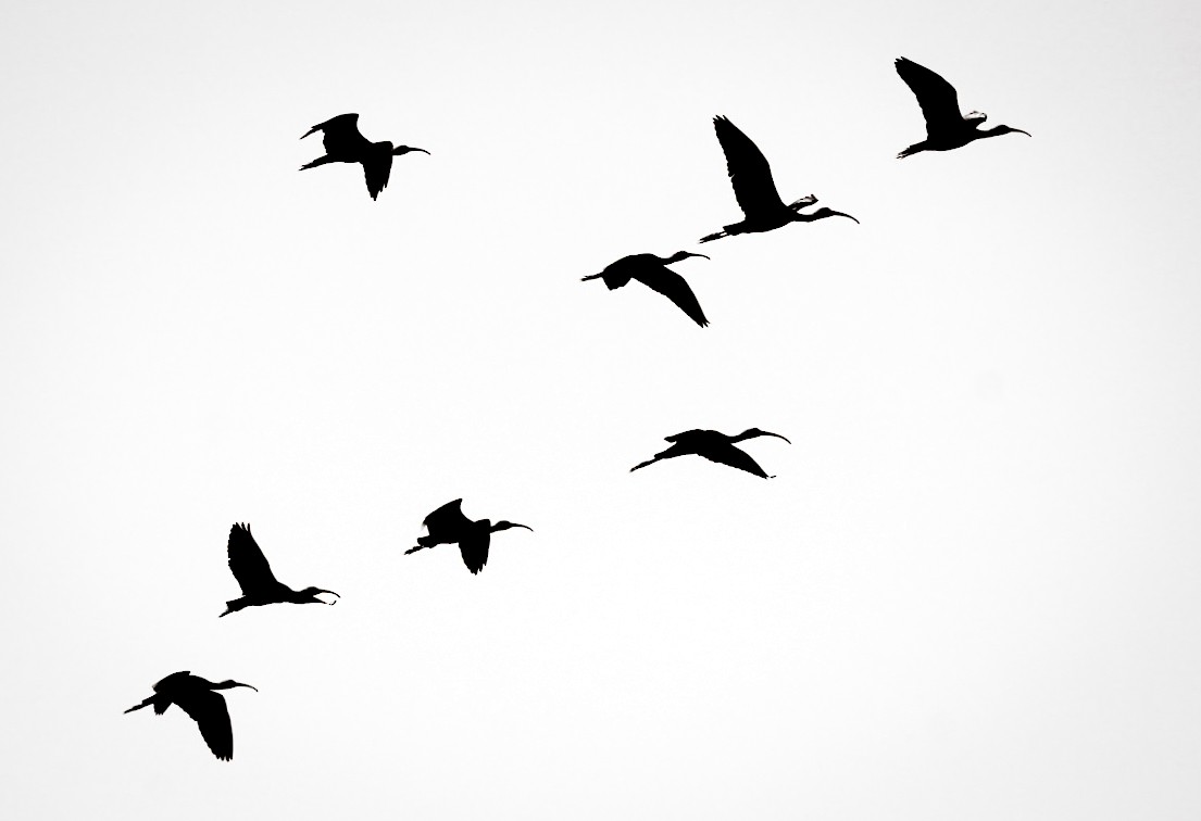 Glossy Ibis - ML644753407