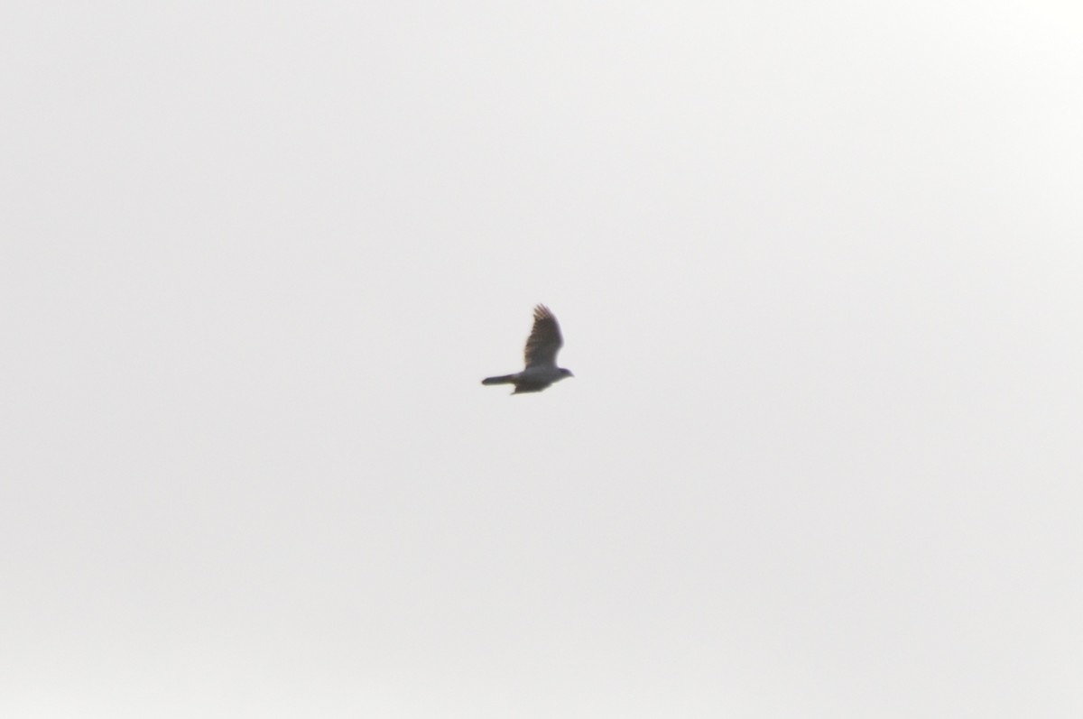 Habicht - ML644753418